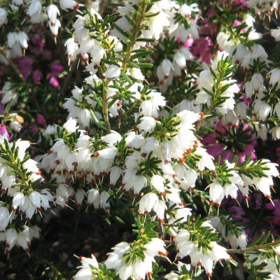 Heath, Winter White